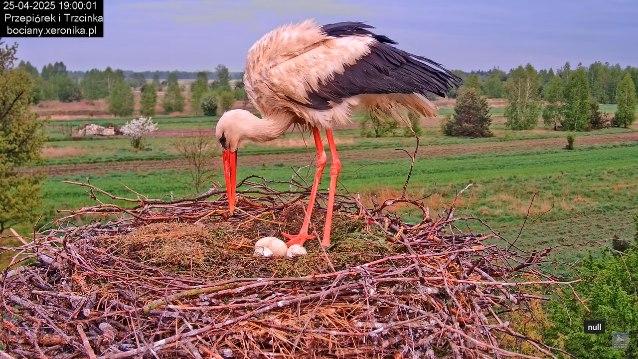 25042025bociany21