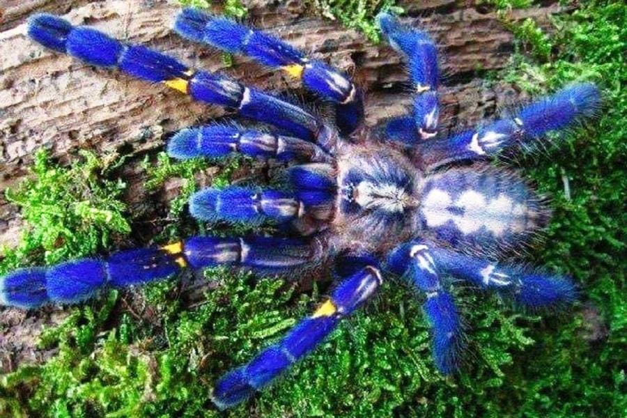 Интересные факты про Poecilotheria metallica - синий драгоценный паук Интересные факты про Poecilotheria metallica - синий драгоценный паук