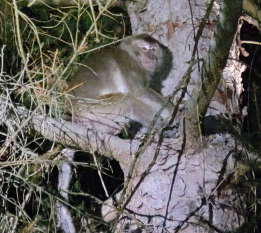 Monos de laboratorio escapan, cuando los atrapan los sacrifican