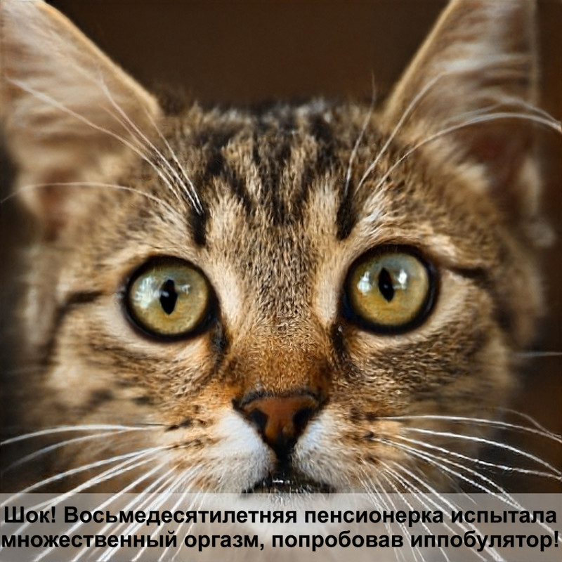 роды британской кошки