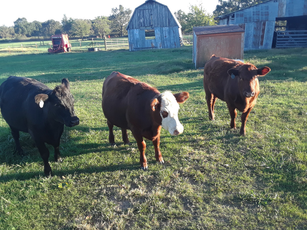heifer yearling 2