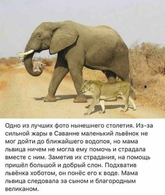 Лвица, львенок и слон