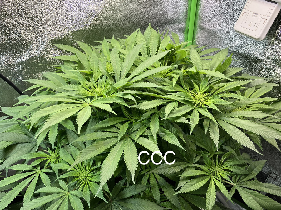 IMG_1601 (Mayo 20  2023)