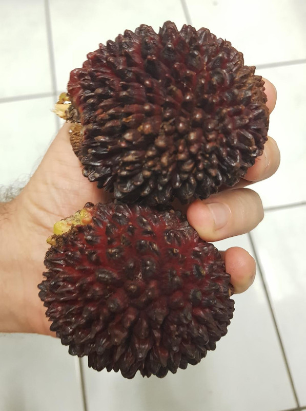 a pulasan1