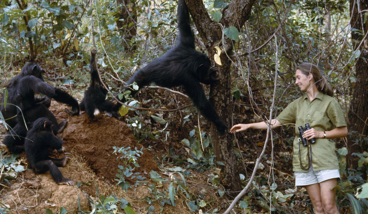 Jane Goodall fue la primera en observar que los chimpancés fabrican y usan herramientas