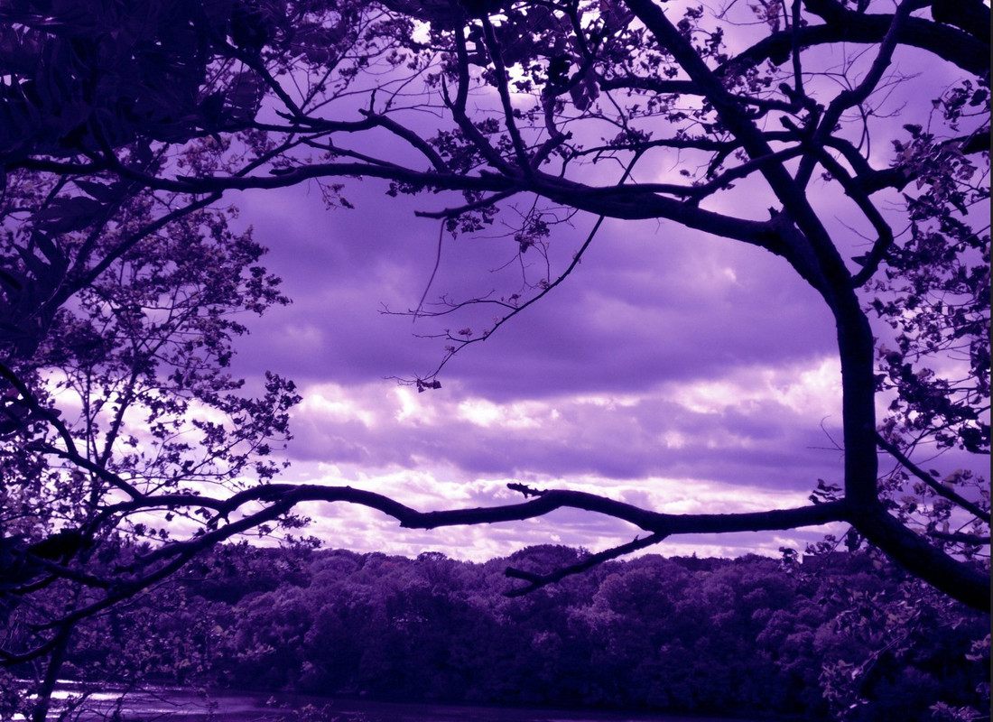 purple-trees.jpg