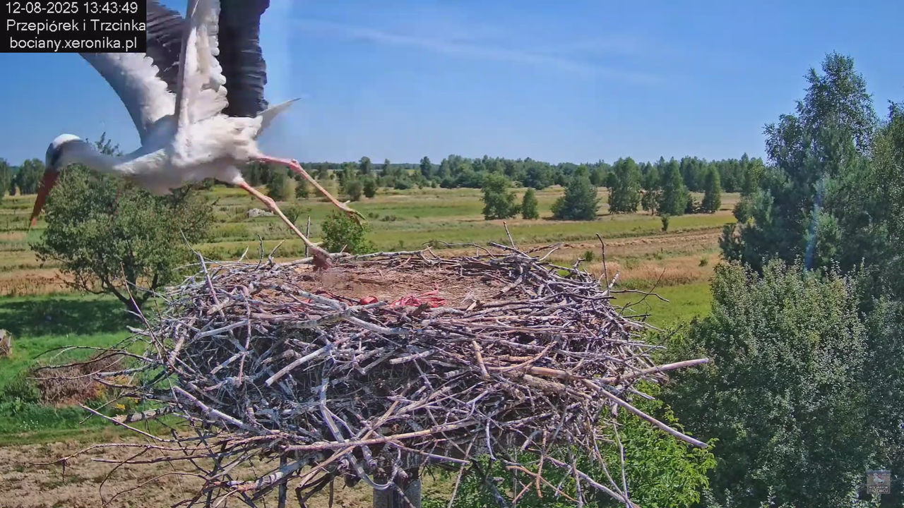 12082025bociany20