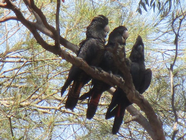 Family-Red-Tailed-Black-Cockatoos.jpg