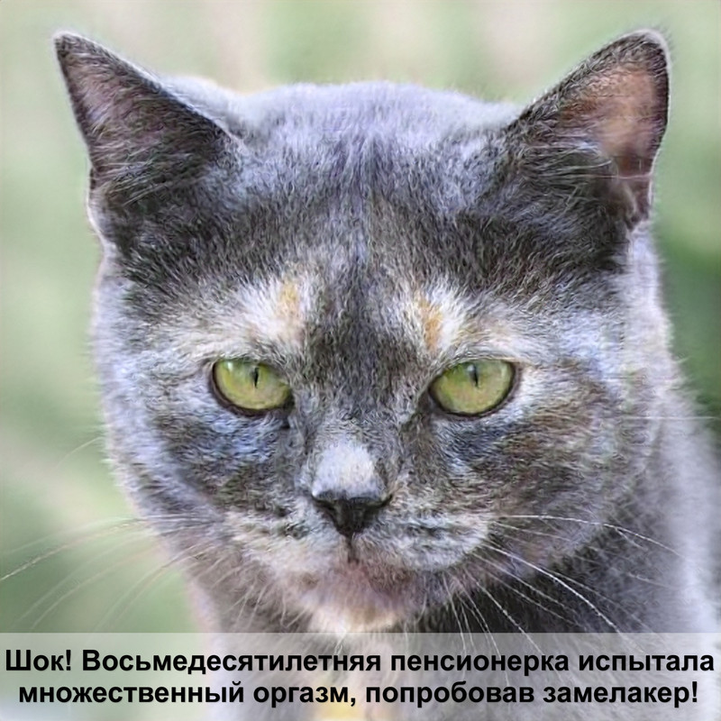 как выглядит аллергия на кошек у детей фото