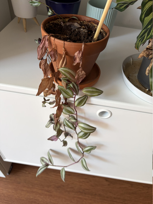 tradescantia3