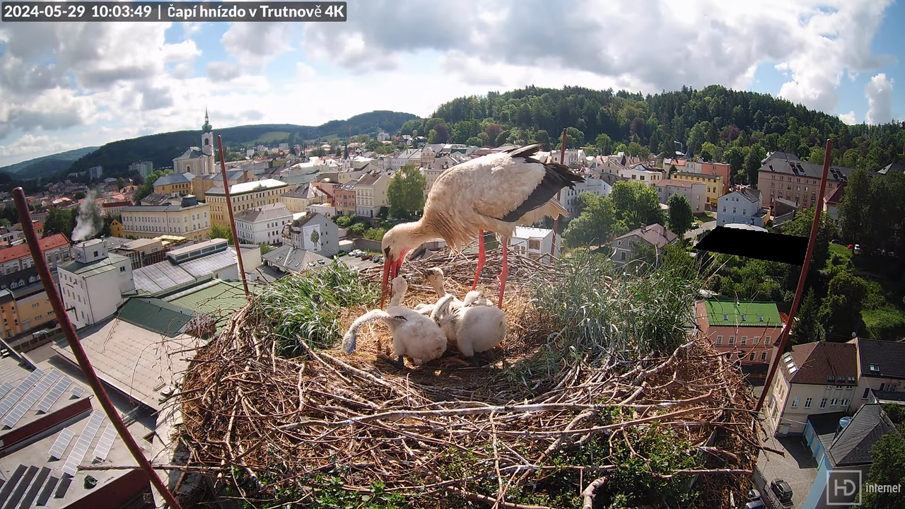 Tiešraidē no stārķa ligzdas uz alus darītavas skursteņa Trutnovā 13-48-49 screenshot