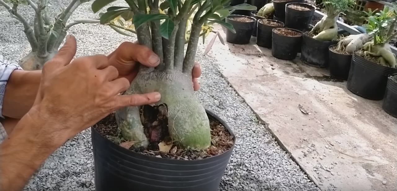 swollen-adenium-caudex.jpg
