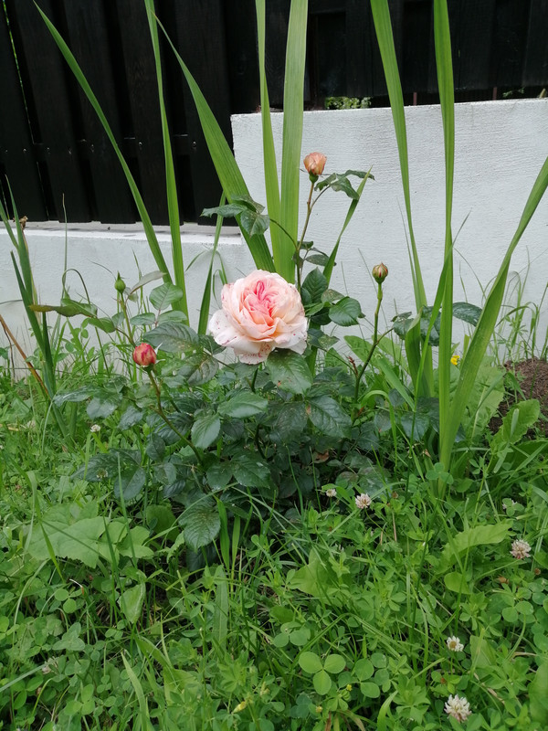 IMG_20190629_191939