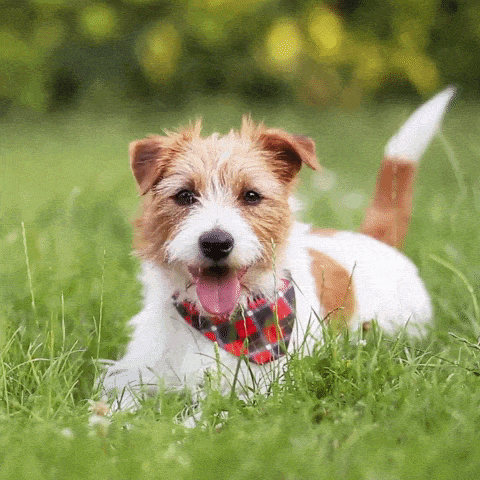 Dohappy-dogterrier-gif-20.gif