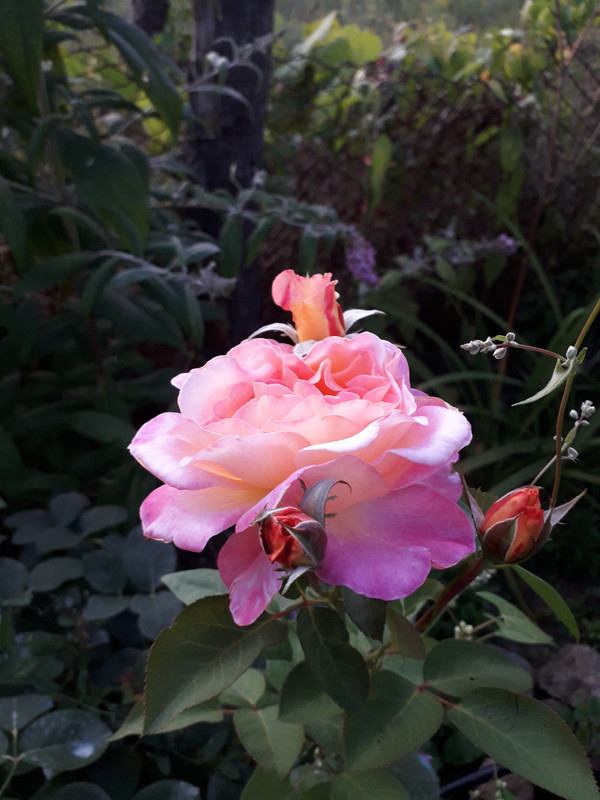 20190727_202628