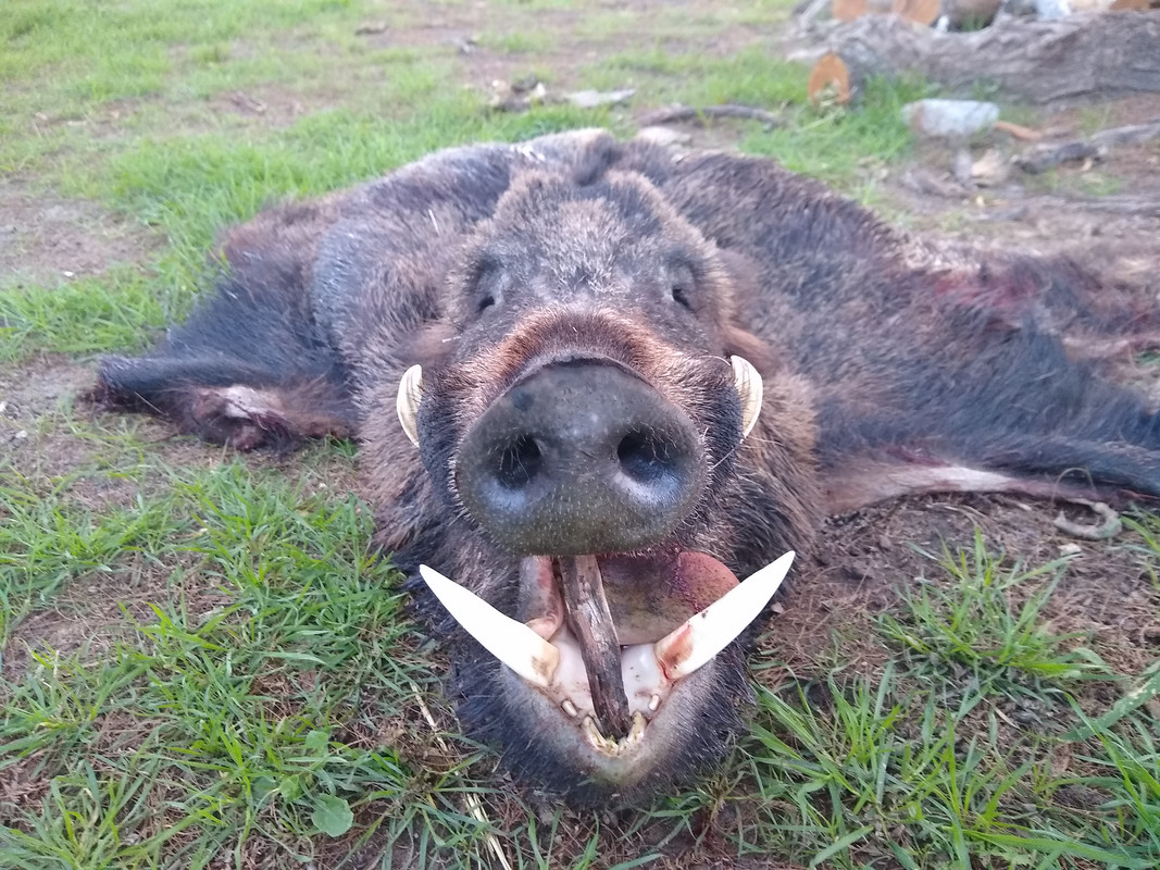 IMG_20200807_083746590