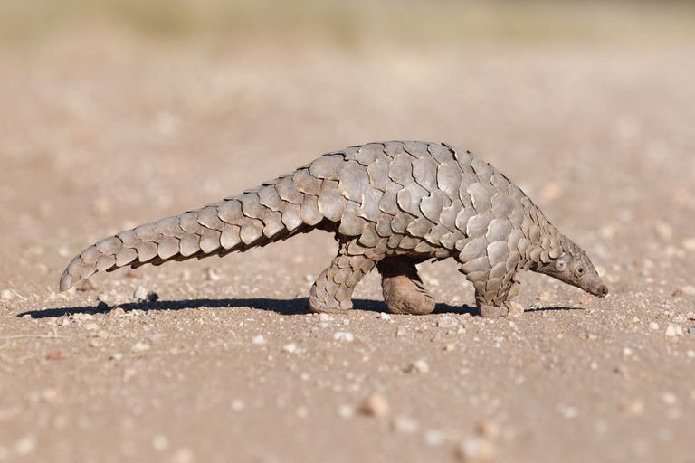 [Image: coronavirus-pangolin-leaving.jpg]