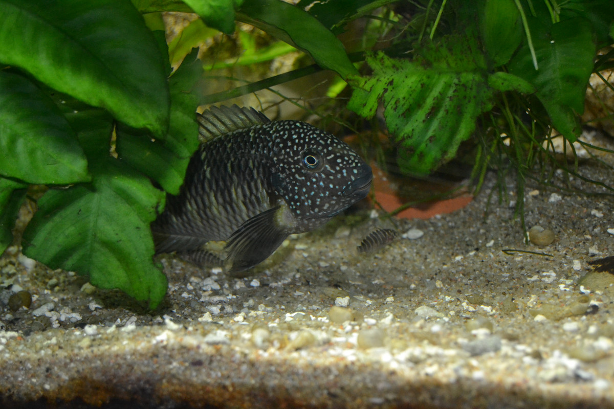 Murago femelle bébés 6