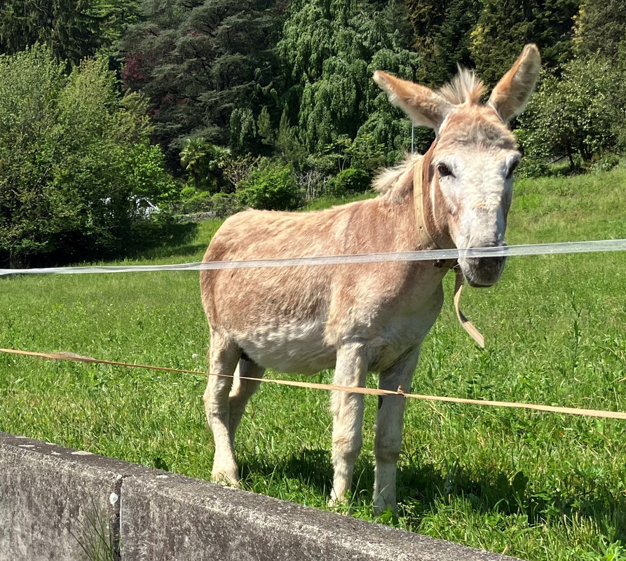 Beppo che fa streaching