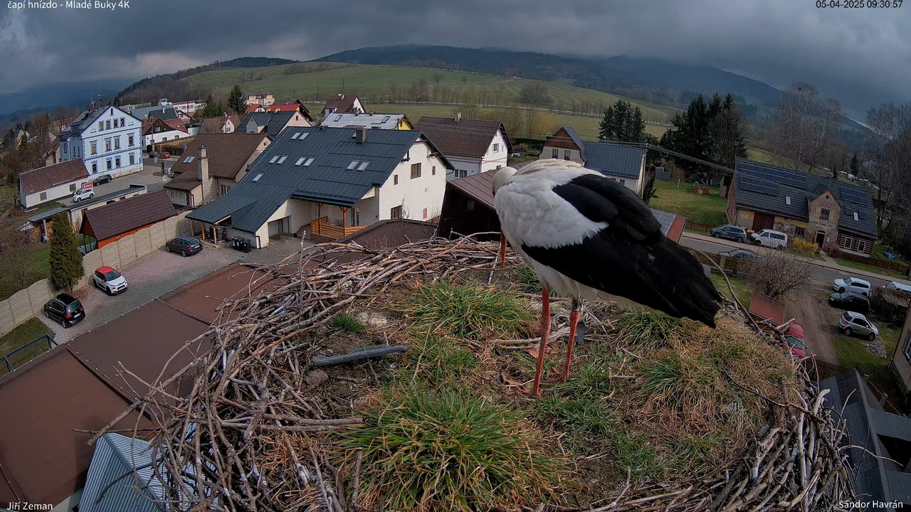 Živá kamera - Mladé Buky - čapí hnízdo 4K 13-55-22 screenshot