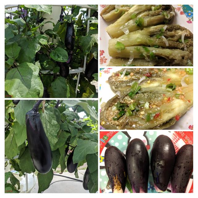 [Image: 20190627-204141-COLLAGE.jpg]