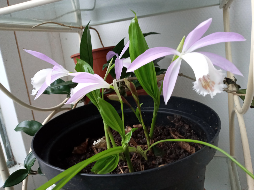 [Image: 20210202-094023.jpg]