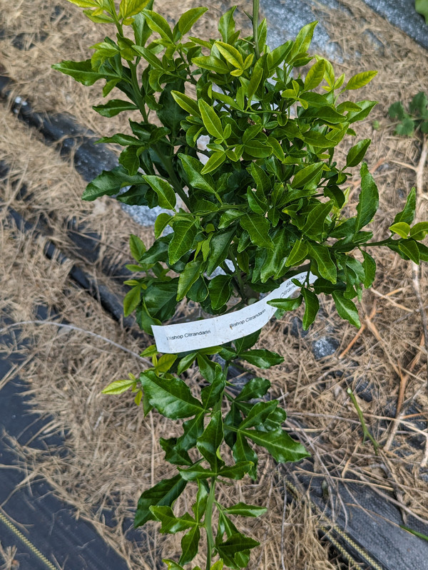 PXL_20240612_154403673