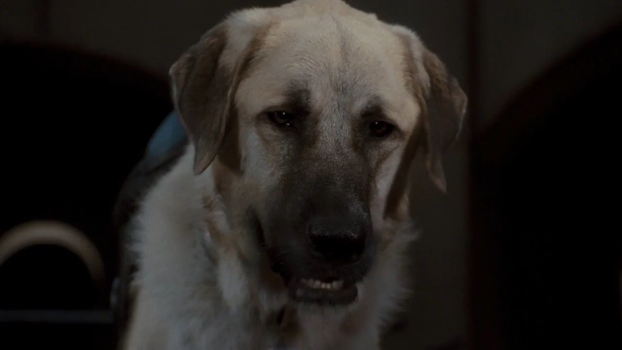 Cats & Dogs: The Revenge of Kitty Galore 2010 BluRay [Hindi + Tamil + English] 480p 720p ESub Screenshot