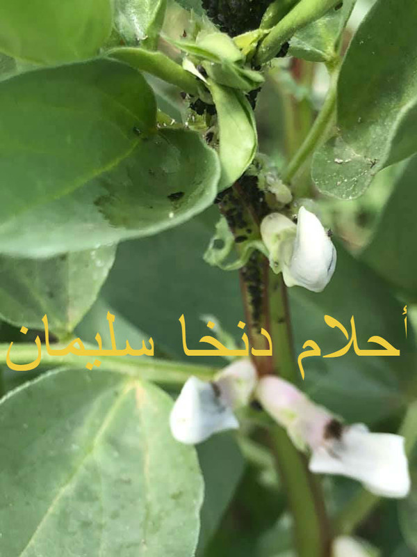 59494556_193486961621432_7682106272312721408_n (1)