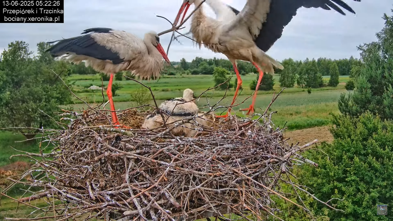 13062025bociany7