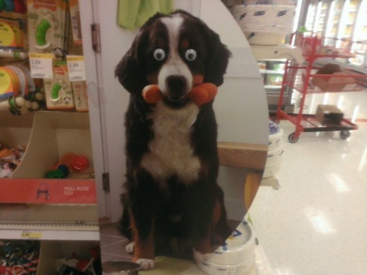 20 доказательств, что все становится веселее, если этому приделать глаза