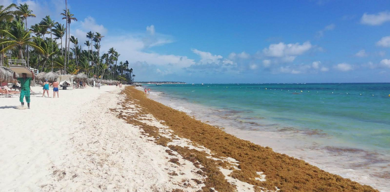 Playas sin Sargazo (algas) en República Dominicana - Foro Punta Cana y República Dominicana