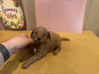 belle pink female