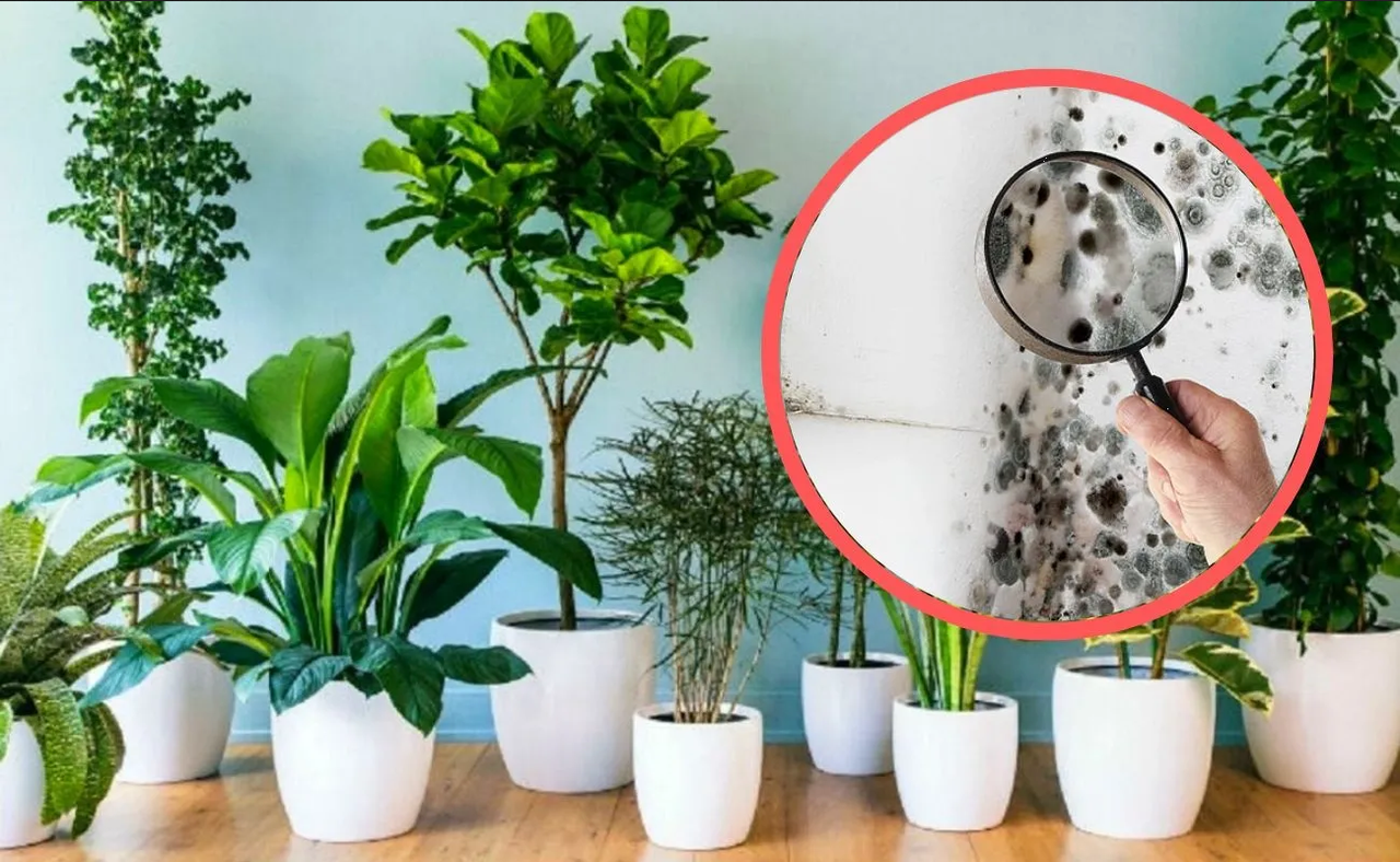 Elimina el moho y la humedad de tu hogar con estas plantas de interior