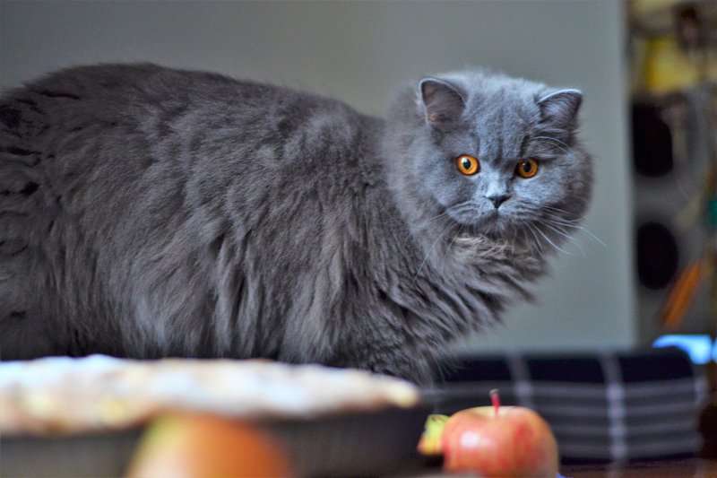 49338788_2287999601212456_650492472224382976_n