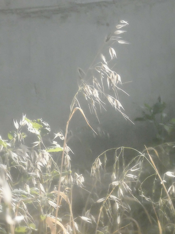 P1030889-0... (1024)