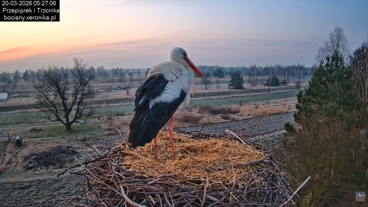 20032026bociany 6