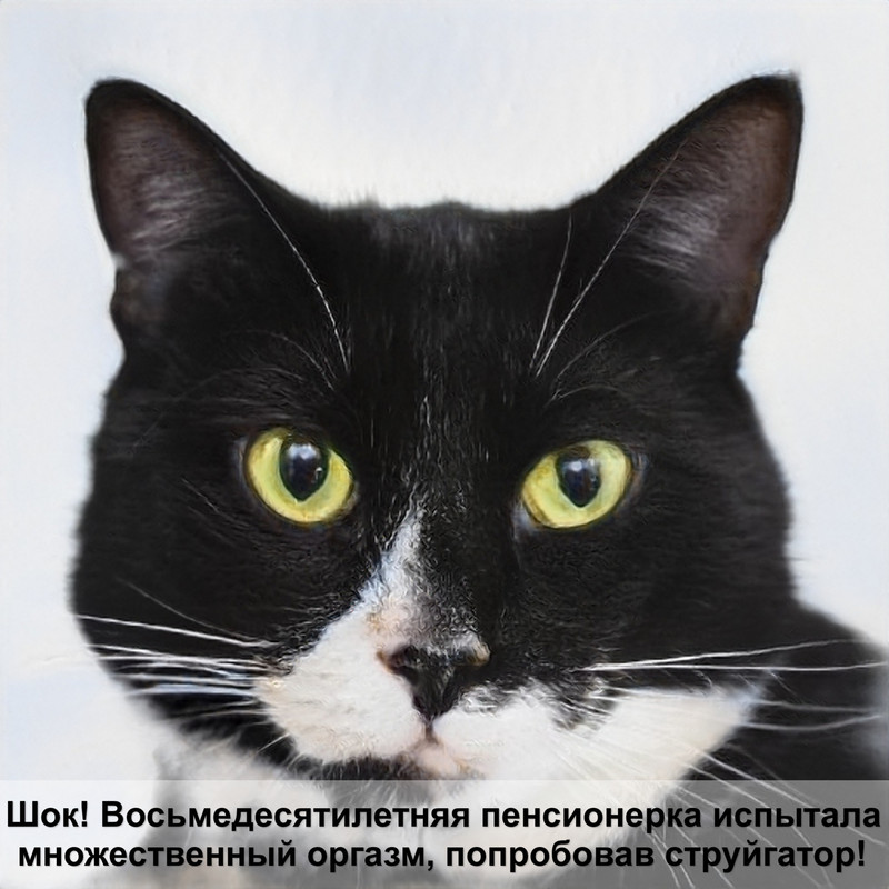 породы котов с картинками