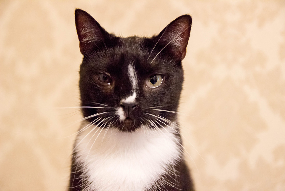 черная с белым-1-14