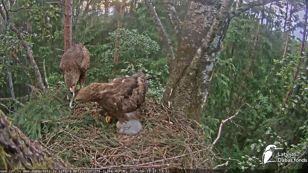 Mazais ērglis (Clanga pomarina), ligzda bērzā 15-0-37 screenshot