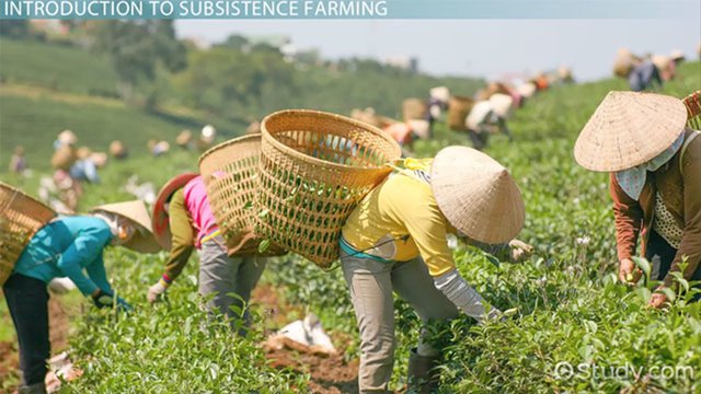 [Image: subsistence-farming-definition-and-examples-140498.jpg]