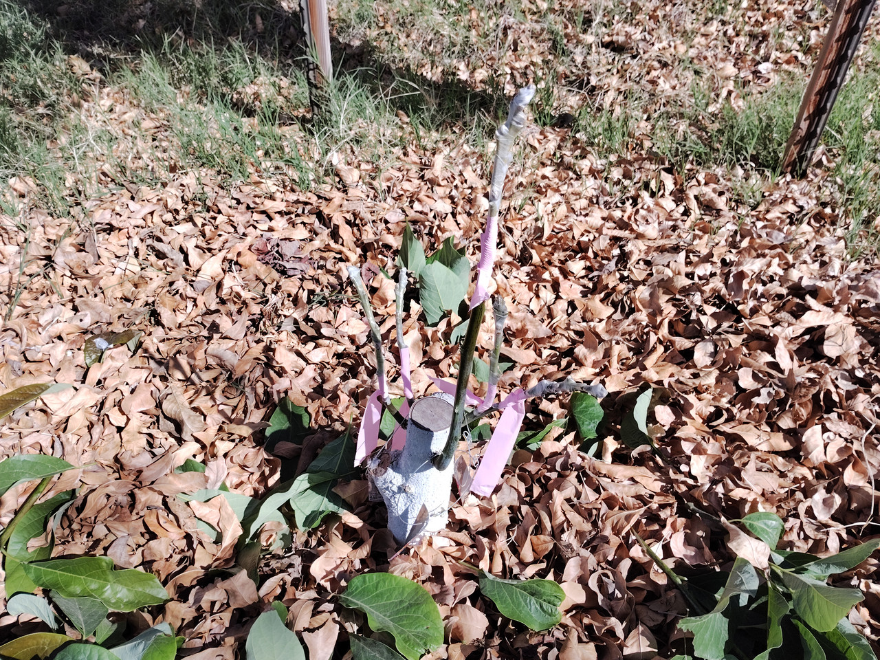 img 1771534512533