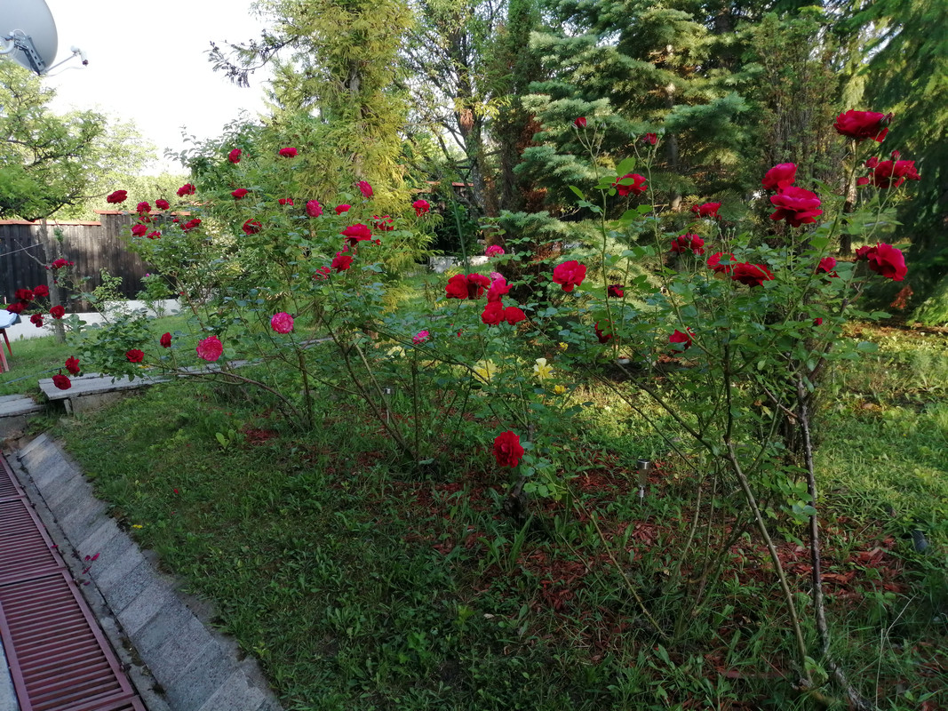 IMG_20190615_194140 (2)