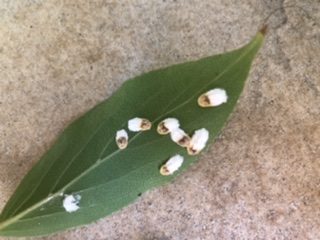 E6ADA60A-4753-48E0-BB7E-B31F59EC4D48