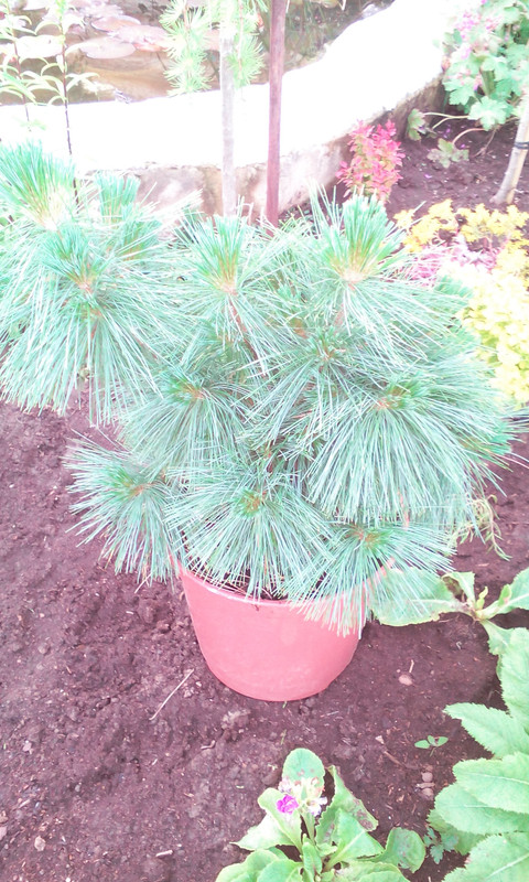 сосна Шверина