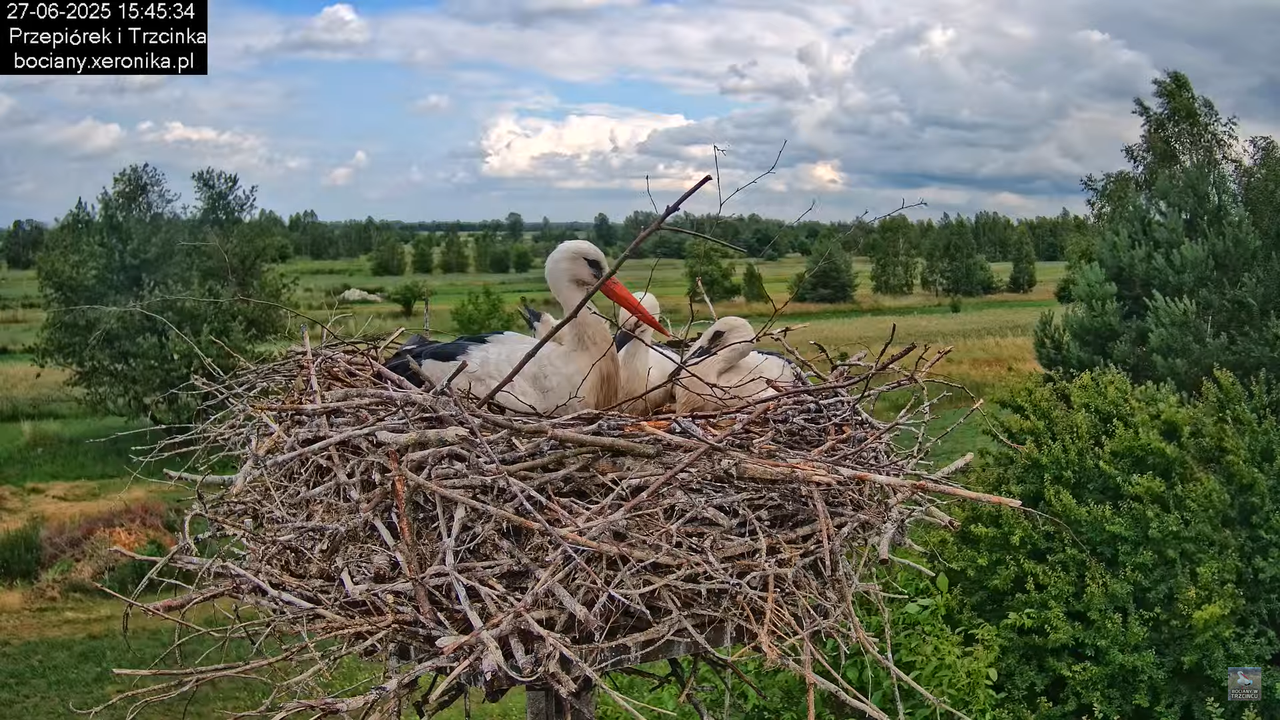 27062025bociany35