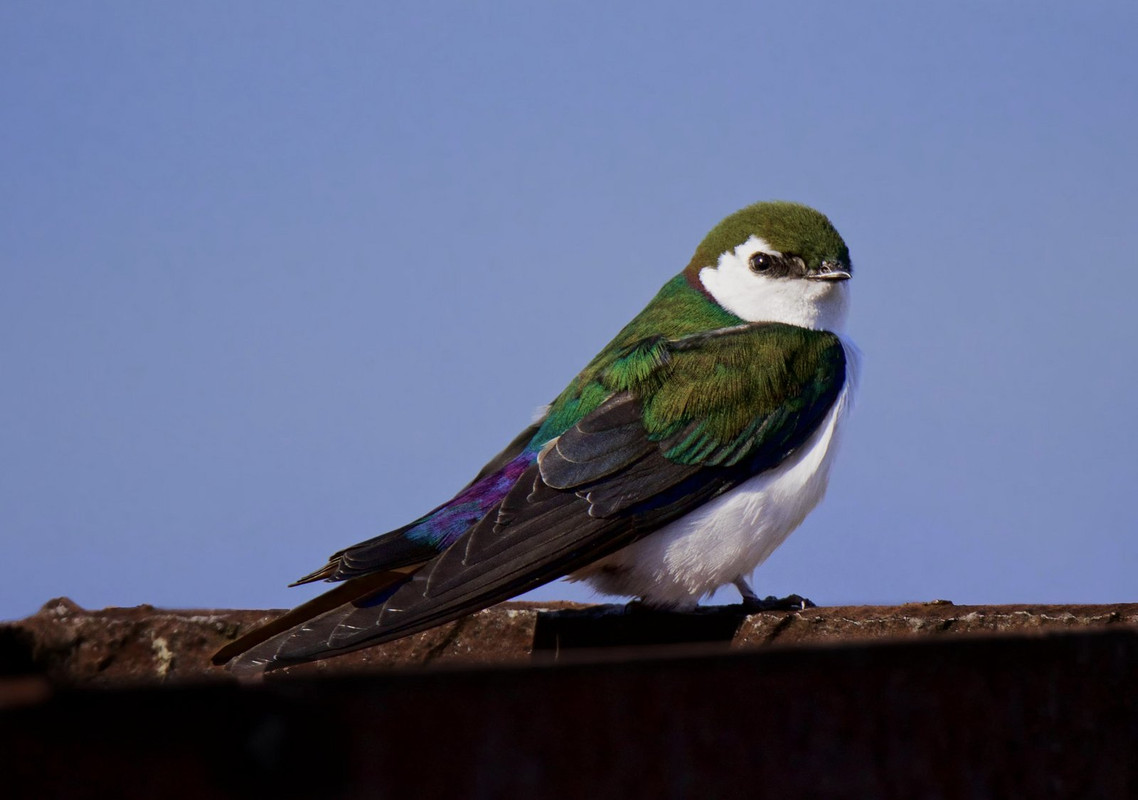 green-sw-allow3-dis1.jpg