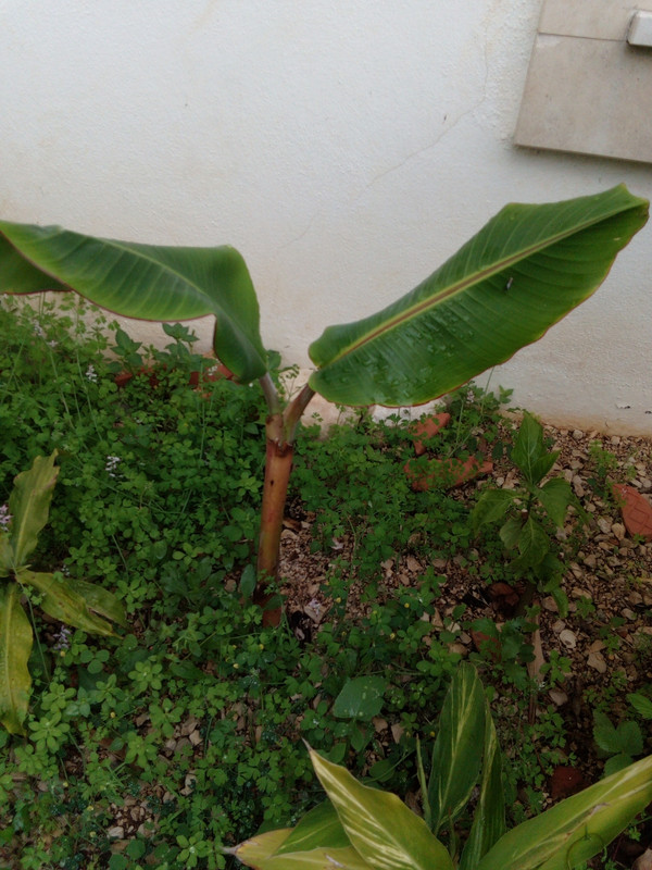 DSC_0332_resized_20190623_072239232