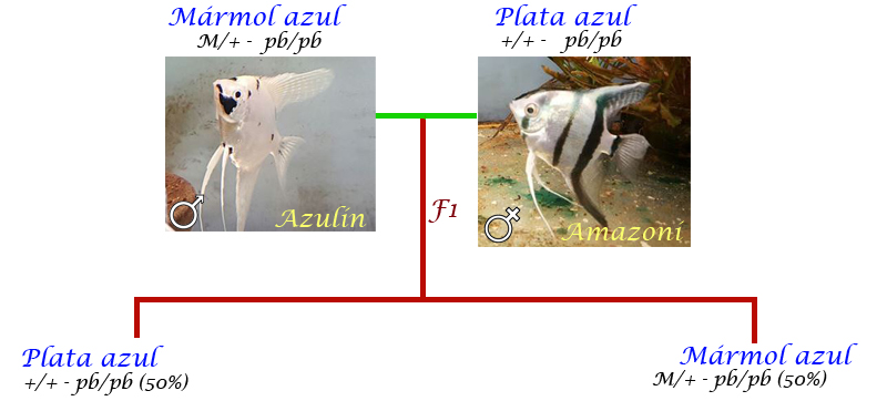 Amazoni-Azulin-zpsc64kpami.jpg