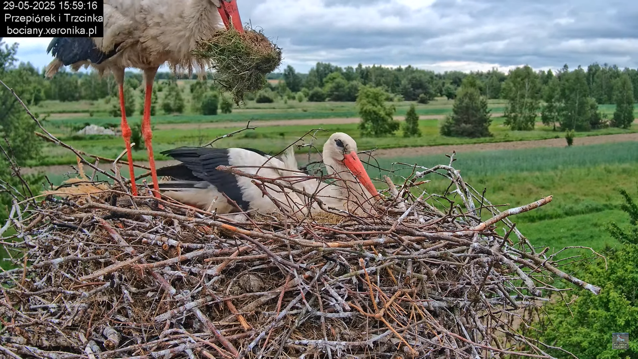 29052025bociany21